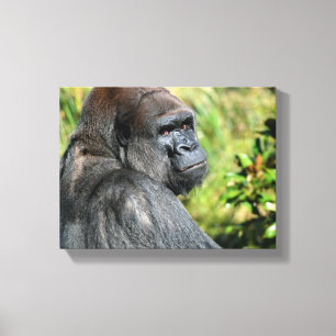 Adult Gorilla Canvas Print