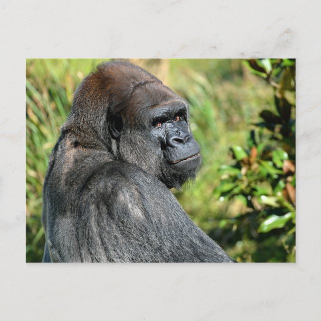 Adult Gorilla Postcard (Front)