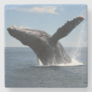 Adult Humpback Whale Breaching Stone Coaster