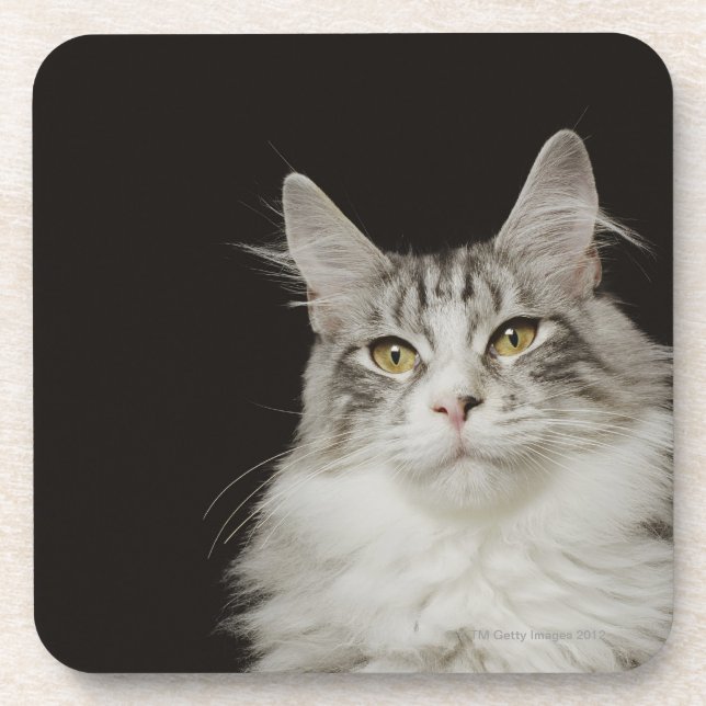 Adult Maine Coon Cat Coaster (Front)