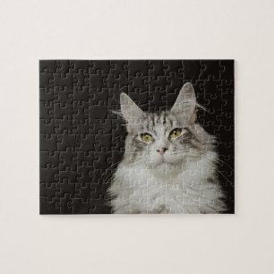 Adult Maine Coon Cat Jigsaw Puzzle