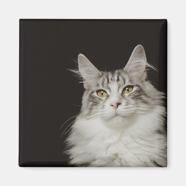 Adult Maine Coon Cat Magnet (Front)