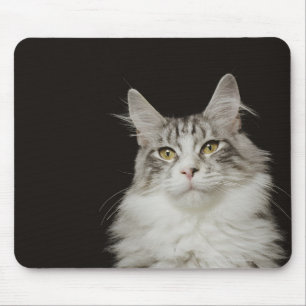 Adult Maine Coon Cat Mouse Mat