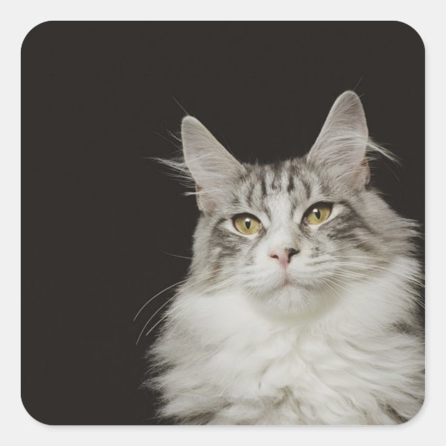 Adult Maine Coon Cat Square Sticker (Front)