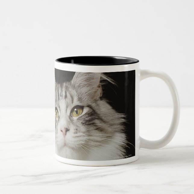 Adult Maine Coon Cat Two-Tone Coffee Mug (Right)