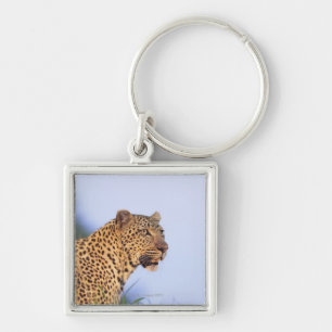 Adult male leopard (Panthera pardus) Key Ring