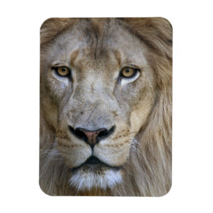Adult male lion at the Sacramento Zoo, CA Magnet