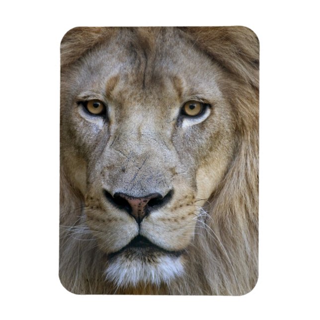 Adult male lion at the Sacramento Zoo, CA Magnet (Vertical)