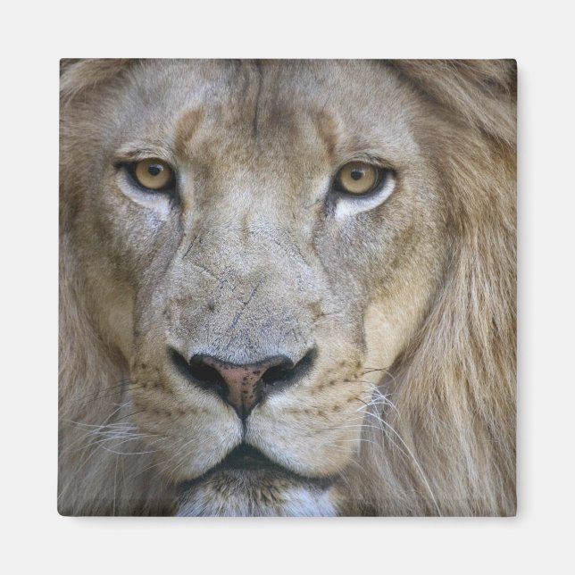 Adult male lion at the Sacramento Zoo, CA Magnet (Front)