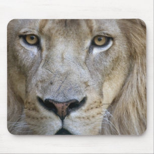 Adult male lion at the Sacramento Zoo, CA Mouse Mat
