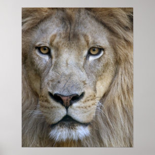 Adult male lion at the Sacramento Zoo, CA Poster