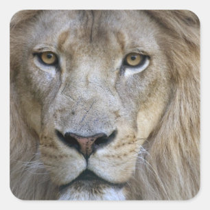 Adult male lion at the Sacramento Zoo, CA Square Sticker
