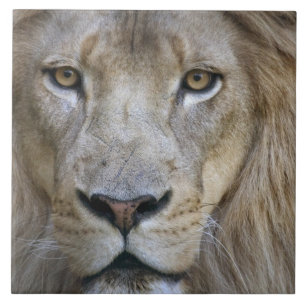 Adult male lion at the Sacramento Zoo, CA Tile