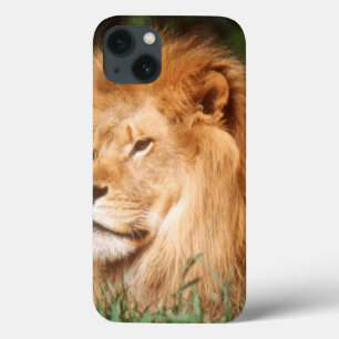Adult male Lion iPhone 13 Case