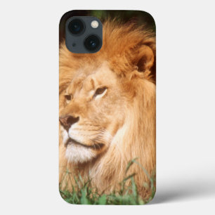 Adult male Lion iPhone 13 Case