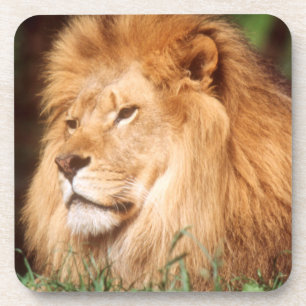 Adult male Lion Coaster