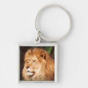 Adult male Lion Key Ring
