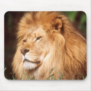 Adult male Lion Mouse Mat