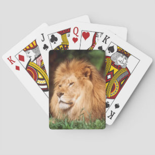 Adult male Lion Playing Cards
