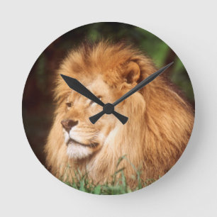 Adult male Lion Round Clock