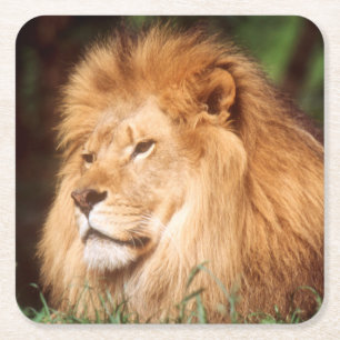 Adult male Lion Square Paper Coaster