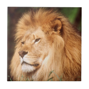 Adult male Lion Tile