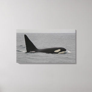 Adult Male Orca Monterey Bay Wrapped Canvas Print