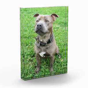 Adult Male Staffordshire Bull Terrier, Photo Block