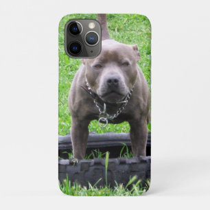 Adult Male Staffordshire Terrier Ready To Play, iPhone 11 Pro Case