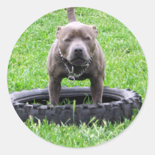 Adult Male Staffordshire Terrier Ready To Play, Classic Round Sticker