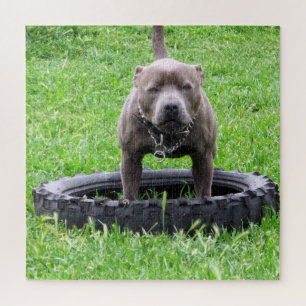 Adult Male Staffordshire Terrier Ready To Play, Jigsaw Puzzle
