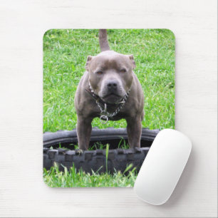 Adult Male Staffordshire Terrier Ready To Play, Mouse Mat