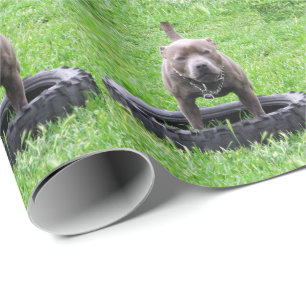 Adult Male Staffordshire Terrier Ready To Play, Wrapping Paper