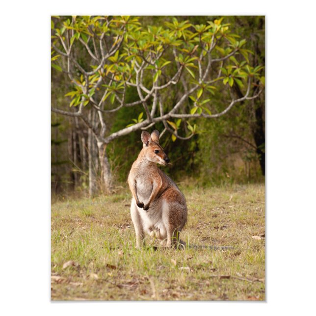 Adult Male Wallaby Australia Photo Print (Front)