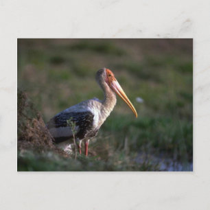Adult Painted Stork Postcard