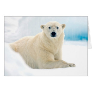 Adult polar bear large boar on the summer ice