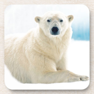 Adult polar bear large boar on the summer ice coaster