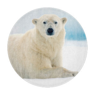 Adult polar bear large boar on the summer ice cutting board