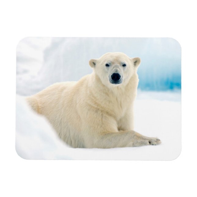 Adult polar bear large boar on the summer ice magnet (Horizontal)