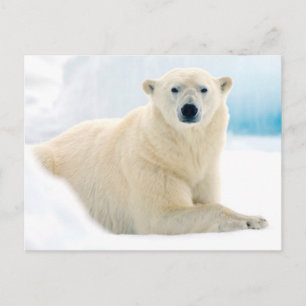 Adult polar bear large boar on the summer ice postcard