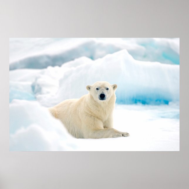 Adult polar bear large boar on the summer ice poster (Front)