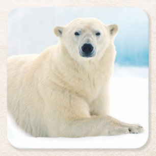 Adult polar bear large boar on the summer ice square paper coaster