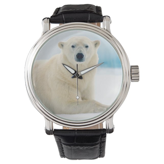 Adult polar bear large boar on the summer ice watch (Front)