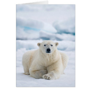 Adult polar bear on the summer pack ice
