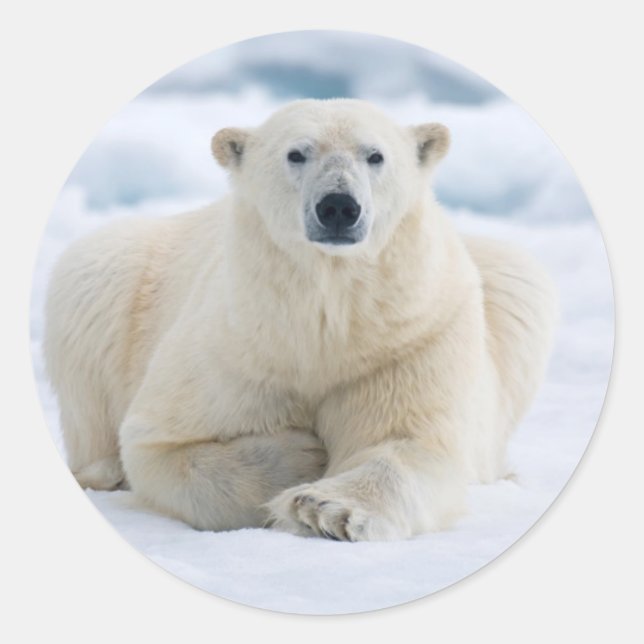 Adult polar bear on the summer pack ice classic round sticker (Front)