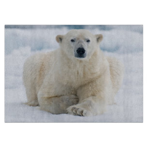 Adult polar bear on the summer pack ice cutting board