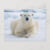 Adult polar bear on the summer pack ice