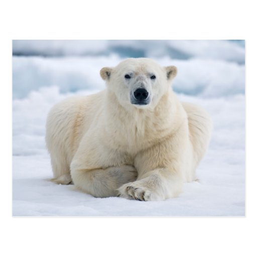 Image of Adult polar bear on the summer pack ice Postcard