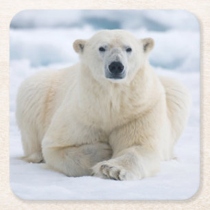 Adult polar bear on the summer pack ice square paper coaster