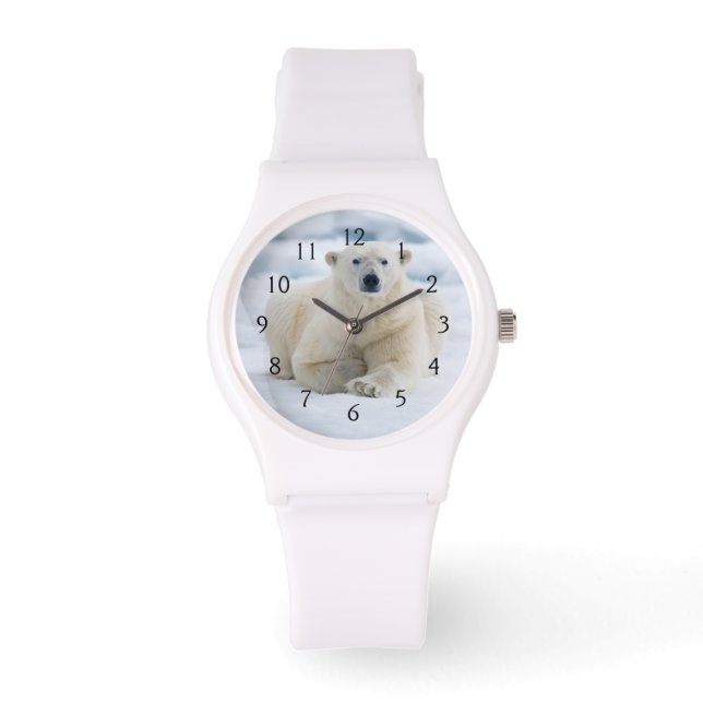 Adult polar bear on the summer pack ice watch (Front)